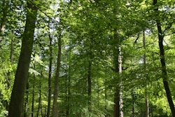 A view of Windsor Forest